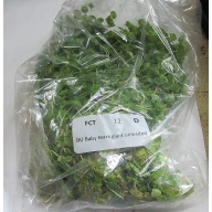 12 bunches, 36 plus stems of baby tears