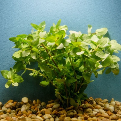 12 bunches, 36 plus stems of bacopa lemon