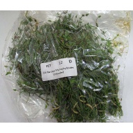 12 bunches, 36 plus stems of bacopa myriophylloides