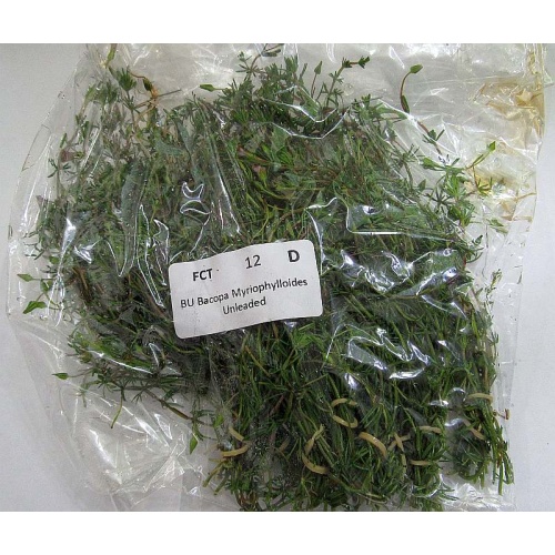 12 bunches, 36 plus stems of bacopa myriophylloides
