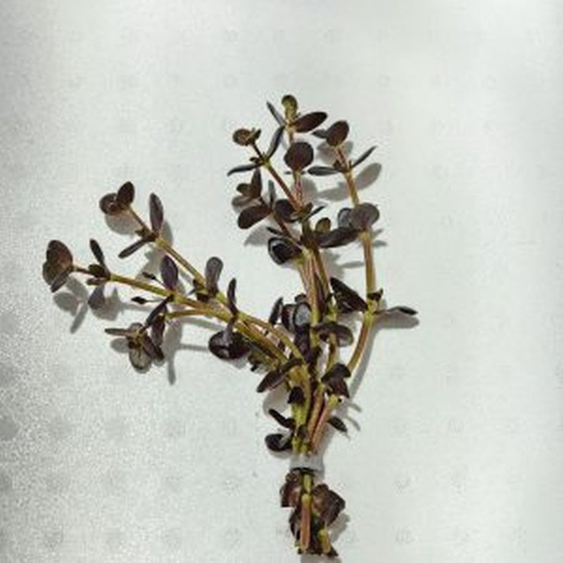 12 bunches, 36 plus stems of purple bacopa