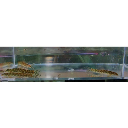 4 batik botias