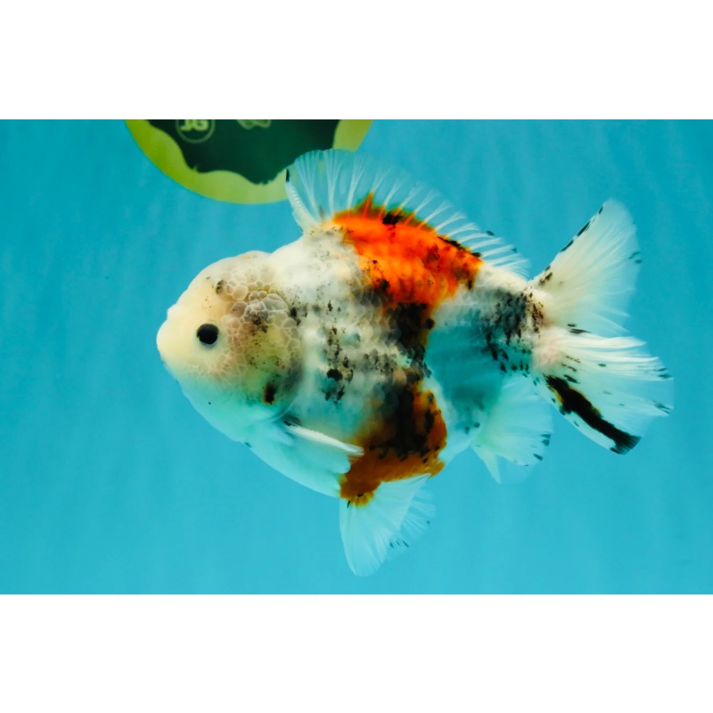Calico Yuanbao Male 5.5 inches