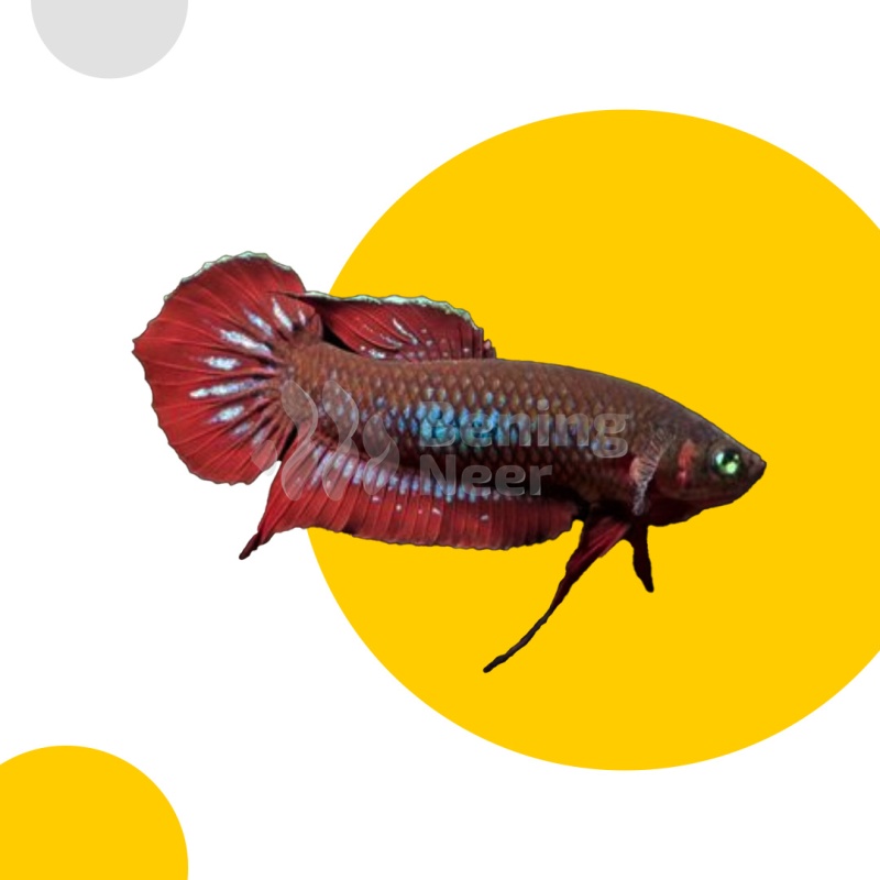 Betta coccina Pair