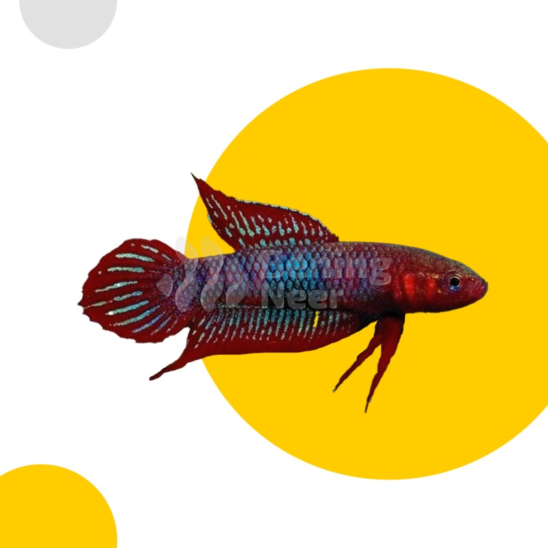 Betta coccina Pair