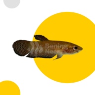 Betta Edithae Pair
