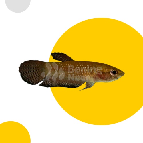 Betta Edithae Pair