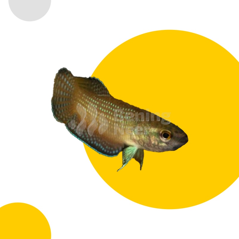 Betta Edithae Pair