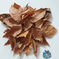 Beech Leaves - Kentucky Collected