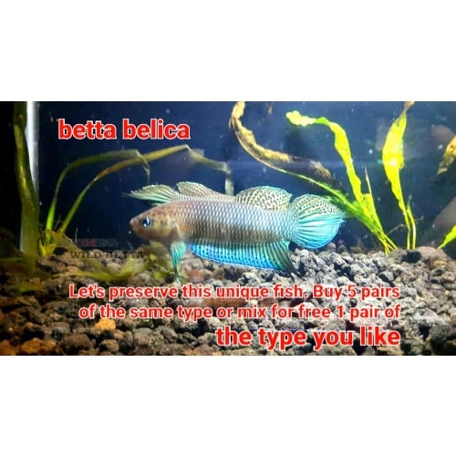 protect from extinction wild betta belica pair