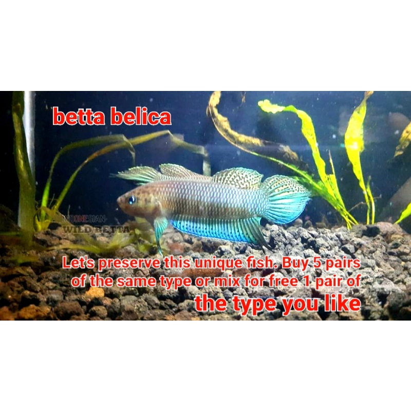 protect from extinction wild betta belica pair