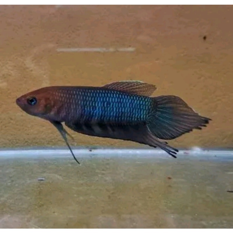protect from extinction wild betta belica pair