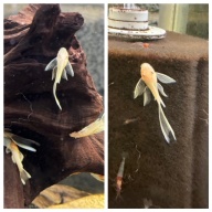 Fish Room Closeout! Tons of plecos available