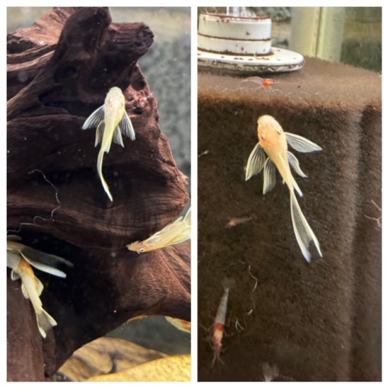 Fish Room Closeout! Tons of plecos available