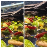 10 Fire Red Cherry Neocaridina