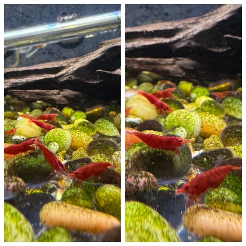 10 Fire Red Cherry Neocaridina