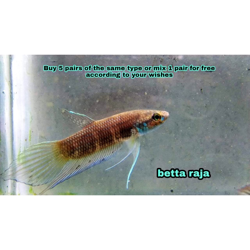 protect from extinction wild betta raja pair