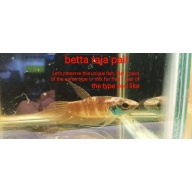 protect from extinction wild betta raja pair