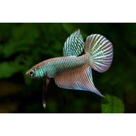 Betta smaragdina "Guitar" WILD TYPE