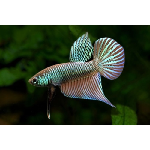 Betta smaragdina "Guitar" WILD TYPE