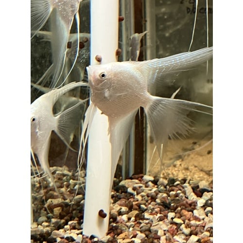 Platinum Pearl Angelfish