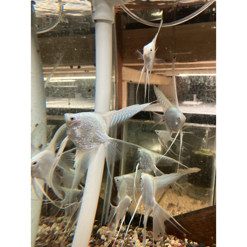 Platinum Pearl Angelfish