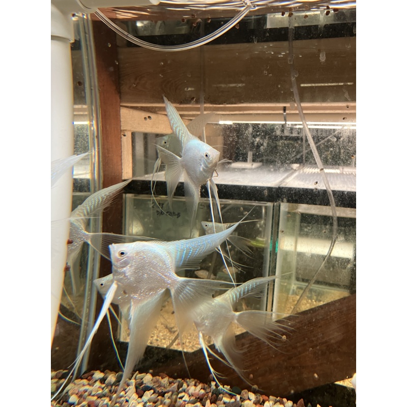 Platinum Pearl Angelfish