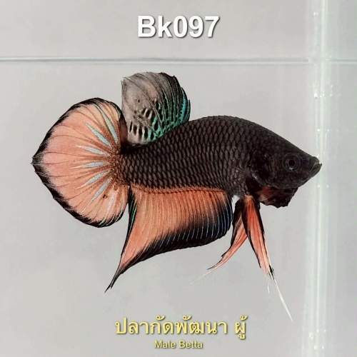 ชื่อสินค้า Bk097 Copper Black Halfmoon Betta Male