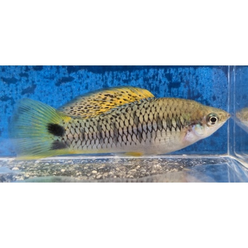 X. birchmanni orizatlan Yellow Dorsal