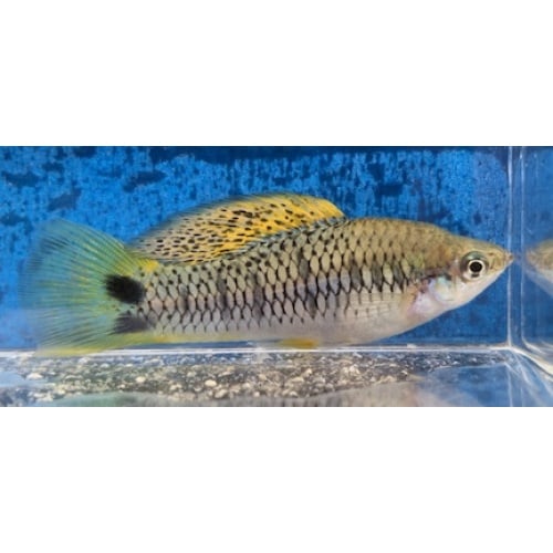 X. birchmanni Orizatlan