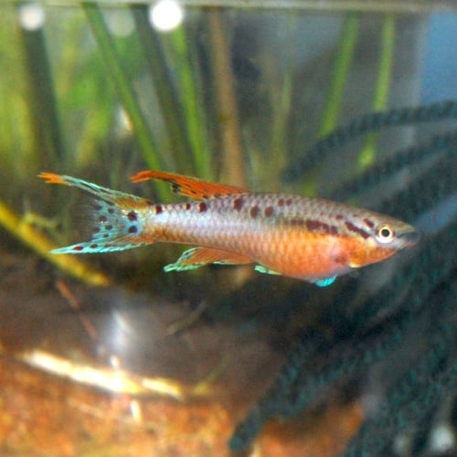 Chromaphyosemion bivittatum Funge - 20+ eggs