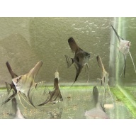 WYSIWYG philippine blue angelfish 12 pack, 3 varieties