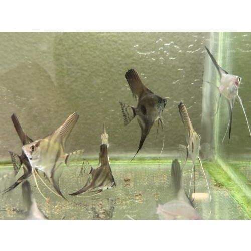 WYSIWYG philippine blue angelfish 12 pack, 3 varieties