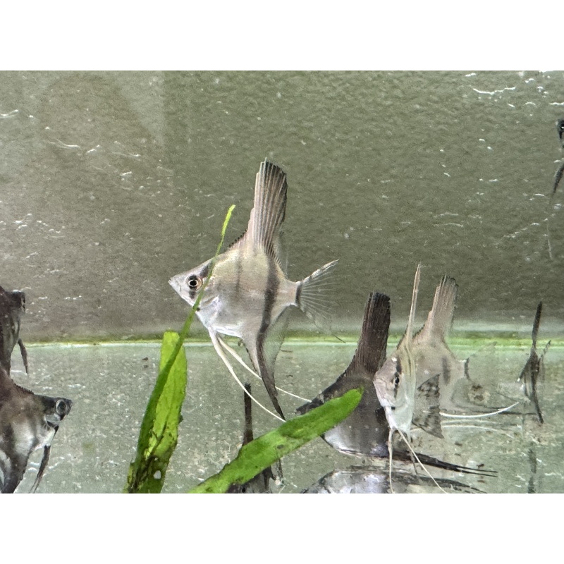 WYSIWYG philippine blue angelfish 12 pack, 3 varieties