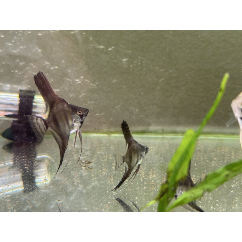 WYSIWYG philippine blue angelfish 12 pack, 3 varieties