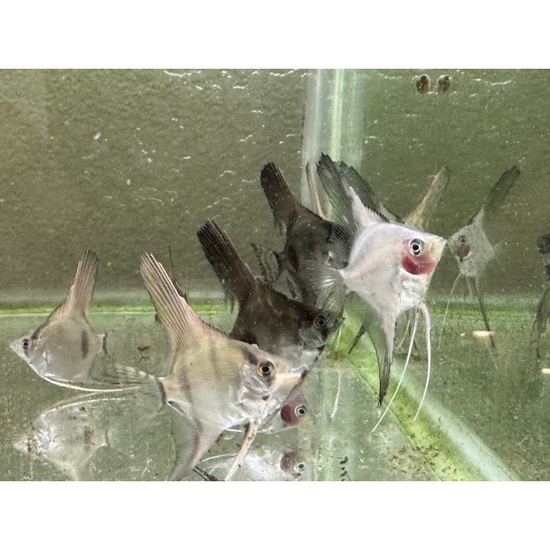 WYSIWYG philippine blue angelfish 12 pack, 3 varieties