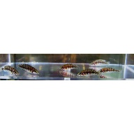 4 black congo calvus