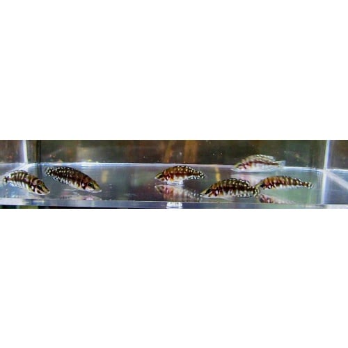 4 black congo calvus