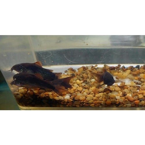 4 tank raised black corys