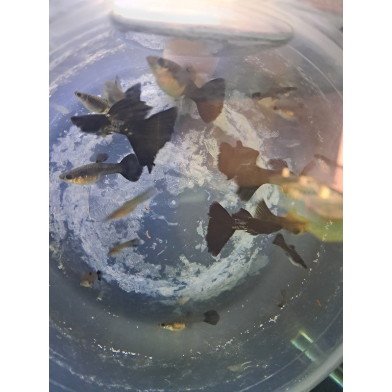 Black Metal Lace Guppy