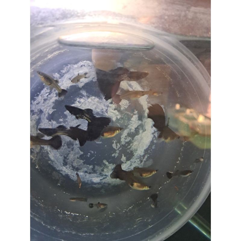 Black Metal Lace Guppy