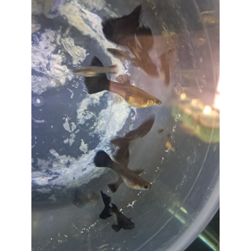 Black Metal Lace Guppy