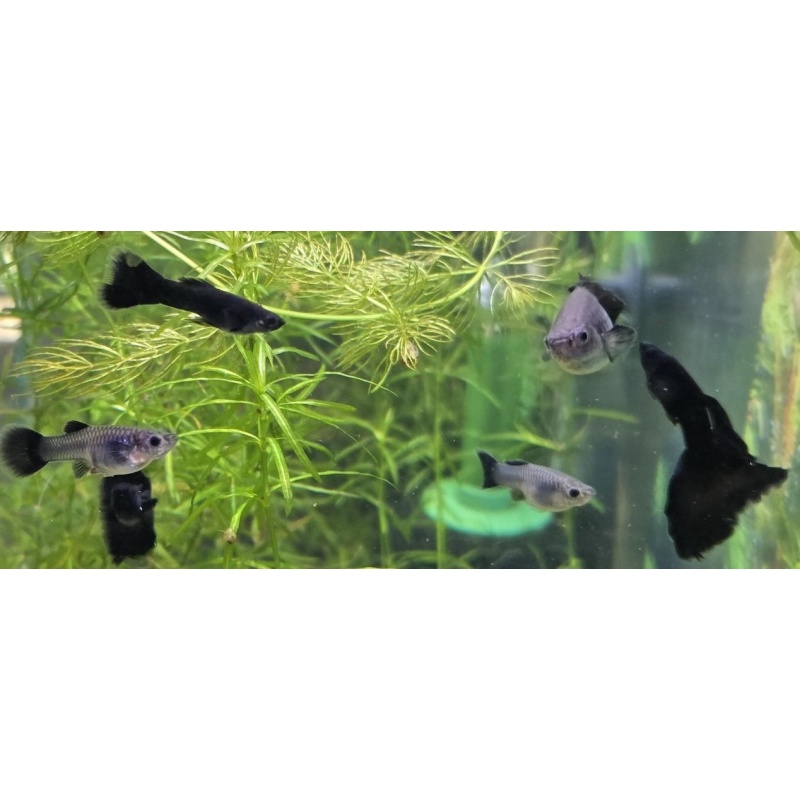 Black Moscow Guppies
