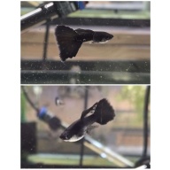 Black Moscow Guppies-2Trios-Young Adults