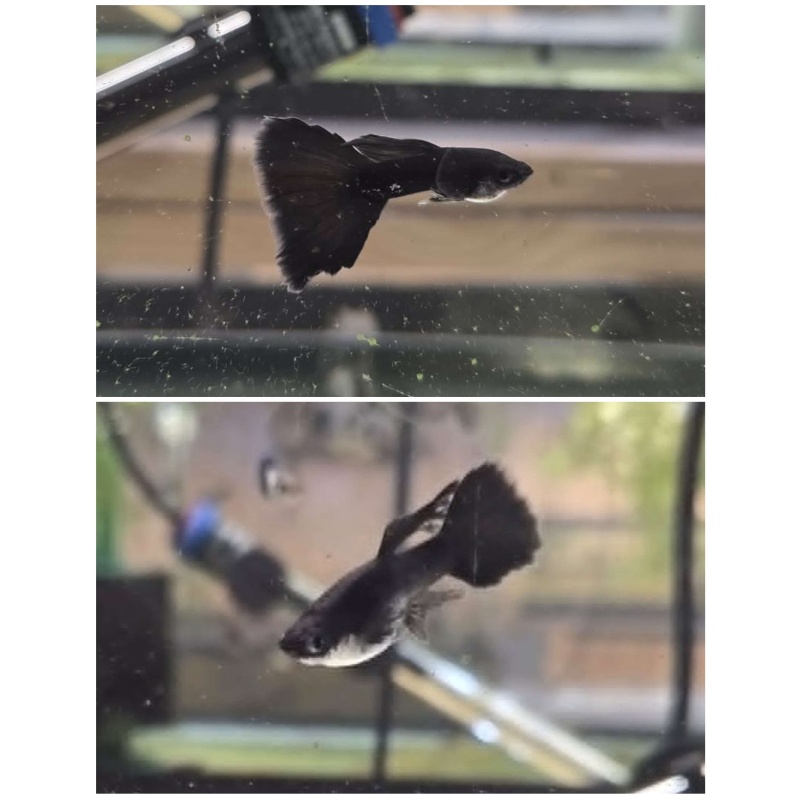 Black Moscow Guppies-2Trios-Young Adults