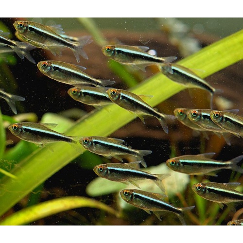 12 black neon tetras
