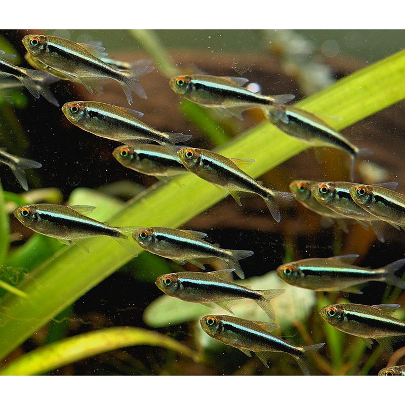 12 black neon tetras