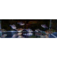 8 black phantom tetras