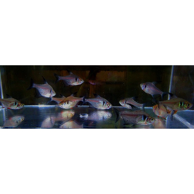 8 black phantom tetras