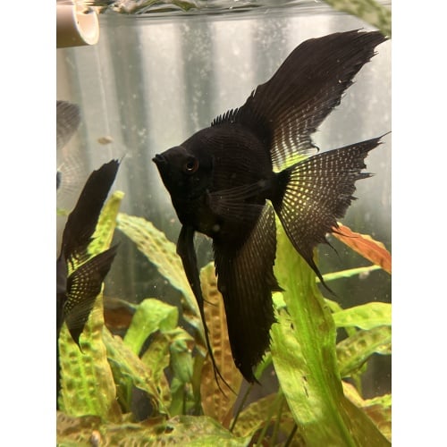 Black Pinoy Pearl angels